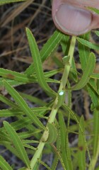 Stillingia texana