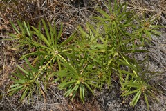 Stillingia texana