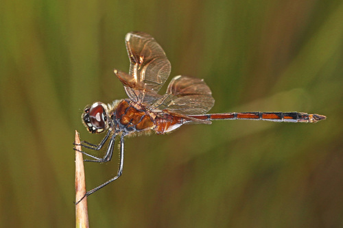 Four-spotted Pennant photo 5
