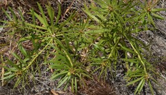 Stillingia texana