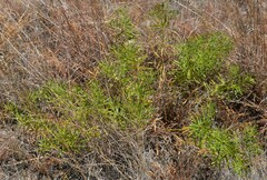 Stillingia texana