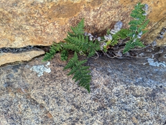 Myriopteris clevelandii