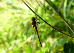 Macrothemis inacuta