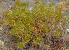 Stillingia texana