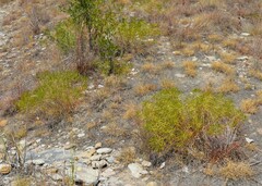 Stillingia texana