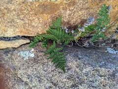 Myriopteris clevelandii