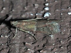 Moodna ostrinella