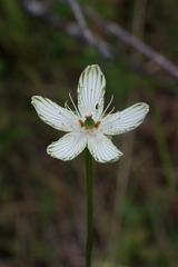 Parnassia grandifolia