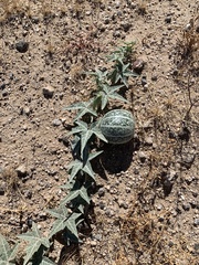 Cucurbita palmata