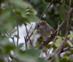 Euscarthmus meloryphus