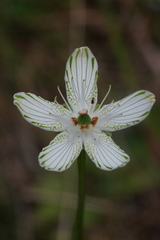 Parnassia grandifolia