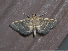 Anageshna primordialis