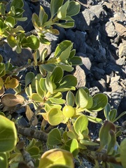 Coprosma montana