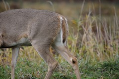 Odocoileus virginianus leucurus