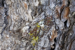 Chrysothrix xanthina