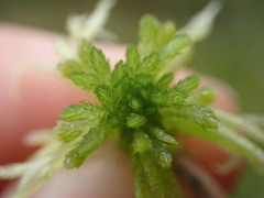 Sphagnum pacificum