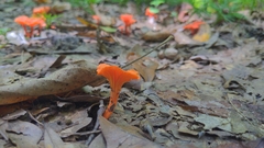 Cantharellus