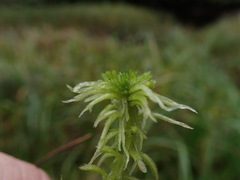 Sphagnum pacificum
