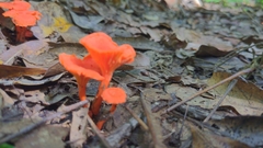 Cantharellus