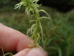Sphagnum pacificum