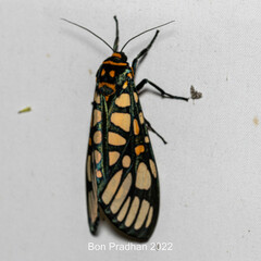 Aglaomorpha plagiata