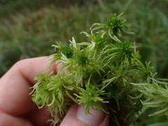 Sphagnum pacificum