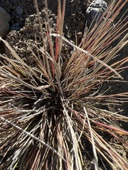 Trisetum glomeratum