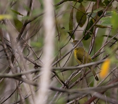 Hylophilus thoracicus