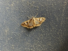 Glyphodes sibillalis
