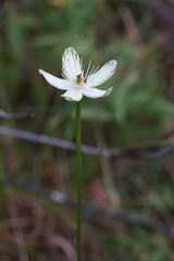Parnassia grandifolia