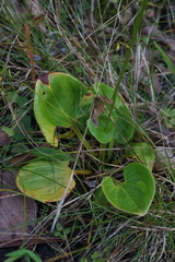 Parnassia grandifolia