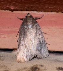 Amphipyra tragopoginis