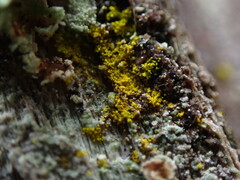 Chrysothrix candelaris