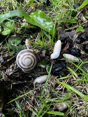 Caracolus marginella