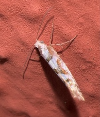 Argyresthia