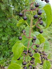 Cissus verticillata
