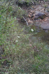 Parnassia grandifolia