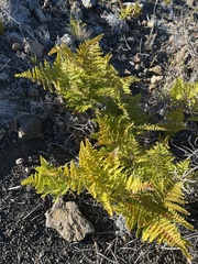 Pteridium aquilinum decompositum