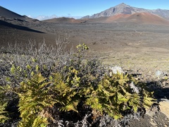 Pteridium aquilinum decompositum