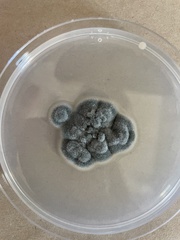 Cladosporium cladosporioides