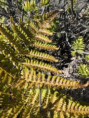 Pteridium aquilinum decompositum