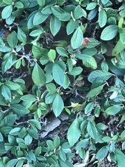 Cotoneaster coriaceus