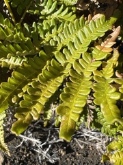 Pteridium aquilinum decompositum