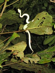Bothrops bilineatus