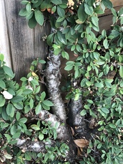 Cotoneaster coriaceus