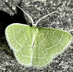 Synchlora