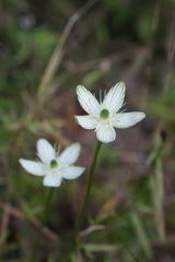 Parnassia grandifolia