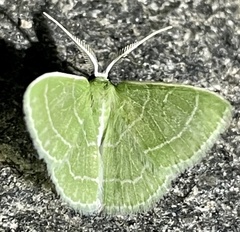 Synchlora