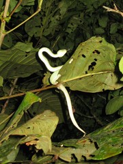 Bothrops bilineatus