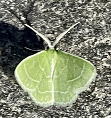 Synchlora